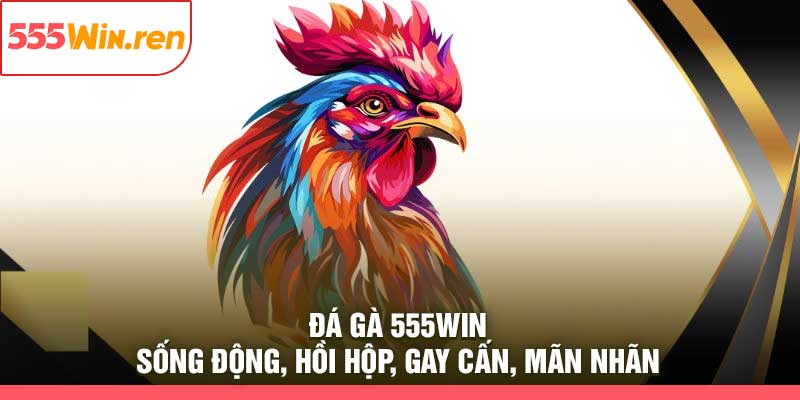 Đá Gà 555Win